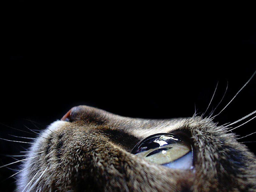 close-up-cat-eye.jpeg